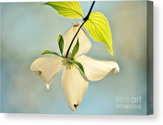 Dogwood Canvas Print featuring the photograph Wild Dogwood Bloom 2 by Kelly Nowak