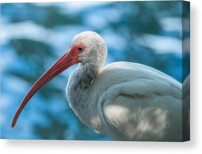 American White Ibis (eudocimus Albus) Canvas Print featuring the photograph Wild eyed Ibis by Brian Green
