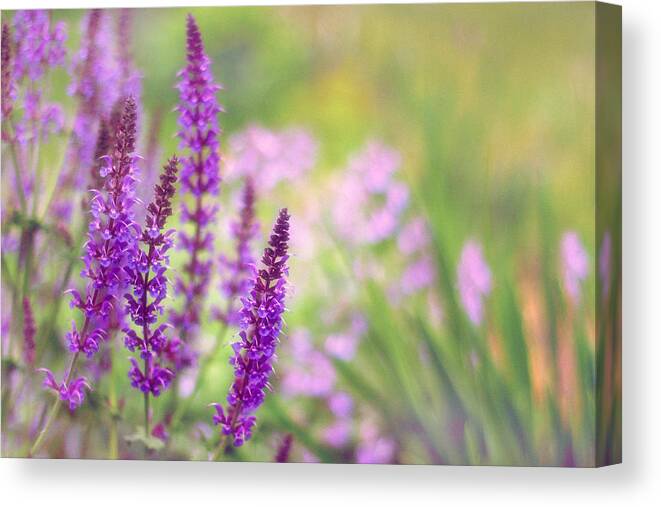 Flowers Canvas Print featuring the photograph Wild Flower by Jessica Jenney