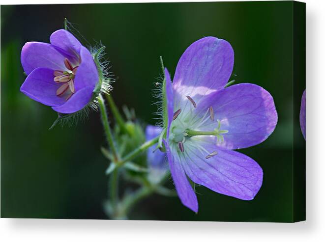 Geranium Canvas Print featuring the photograph Wild Geraniums by Larry Ricker