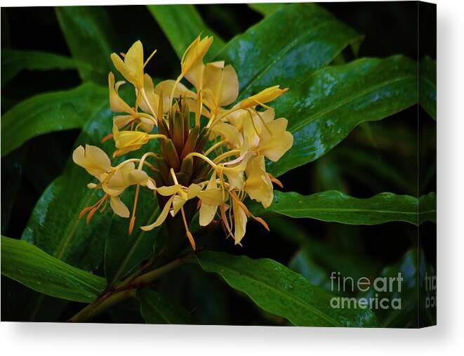 Ginger Canvas Print featuring the photograph Wild Ginger in the Rain by Craig Wood