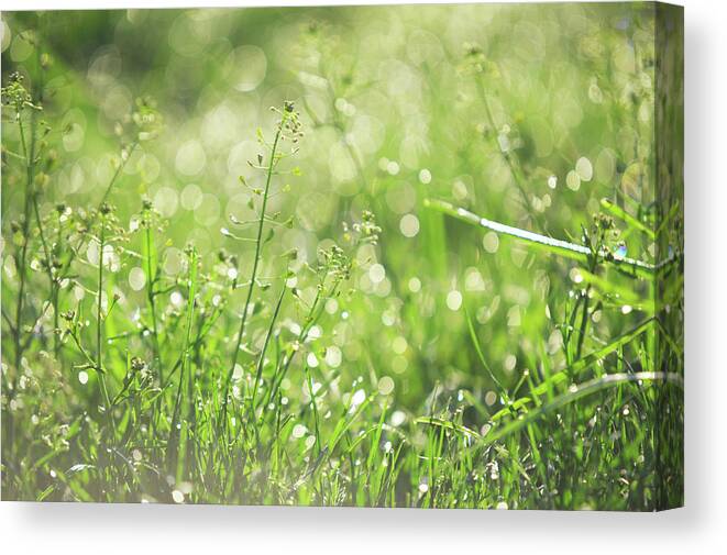 Jenny Rainbow Fine Art Photography Canvas Print featuring the photograph Wild Grass Voices. Green World by Jenny Rainbow