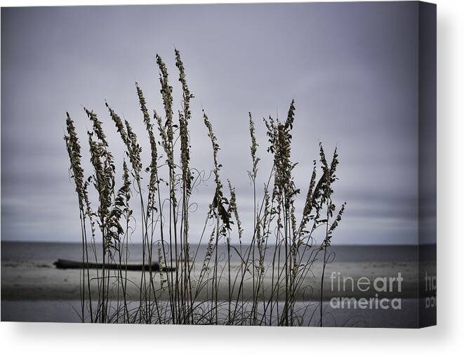 Hilton Head Canvas Print featuring the photograph Wild Grasses by Judy Wolinsky