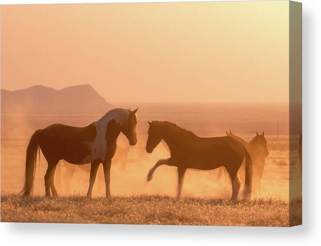 Horse Canvas Print featuring the photograph Wild Horse Glow by Wesley Aston