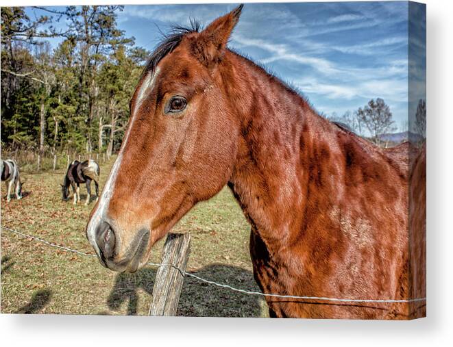 Horse Canvas Print featuring the photograph Wild Horse in Smoky Mountain National Park by Peter Ciro