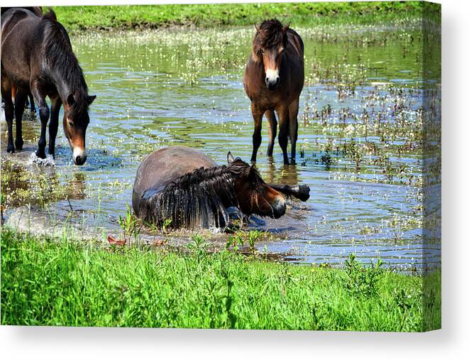 Nature Canvas Print featuring the photograph Wild Horses 3 by Ingrid Dendievel