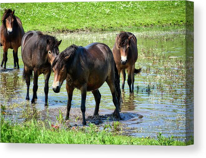 Nature Canvas Print featuring the photograph Wild Horses 4 by Ingrid Dendievel