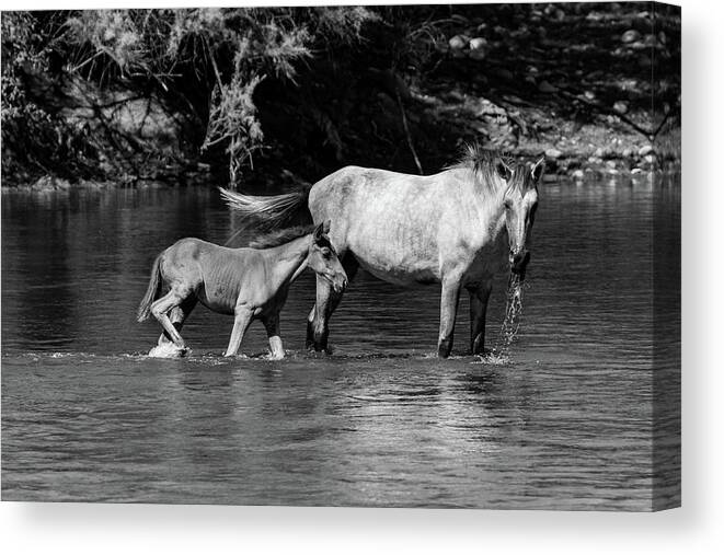 Wild Canvas Print featuring the photograph Wild Horses Black and White by Douglas Killourie