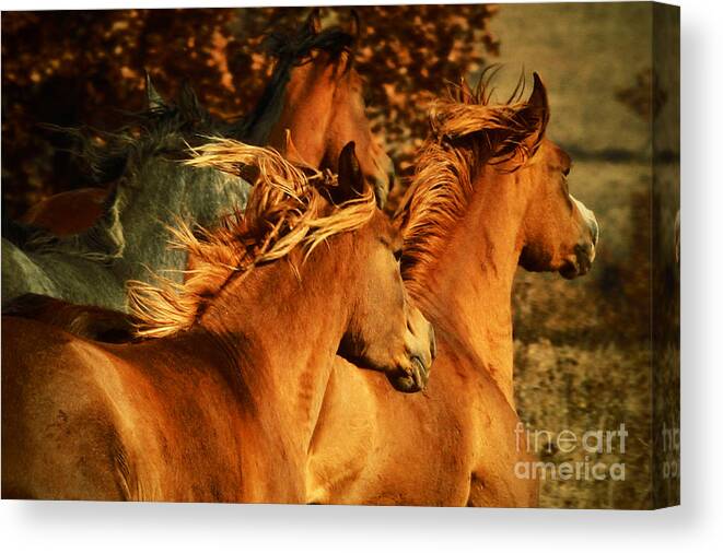 Horse Canvas Print featuring the photograph Wild Horses by Dimitar Hristov