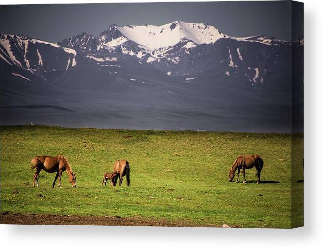 Wildlife Canvas Print featuring the photograph Wild horses in Tian Shan by Robert Grac