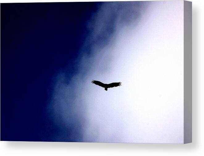 Hawk Canvas Print featuring the photograph Wild is the wind by Russell Styles