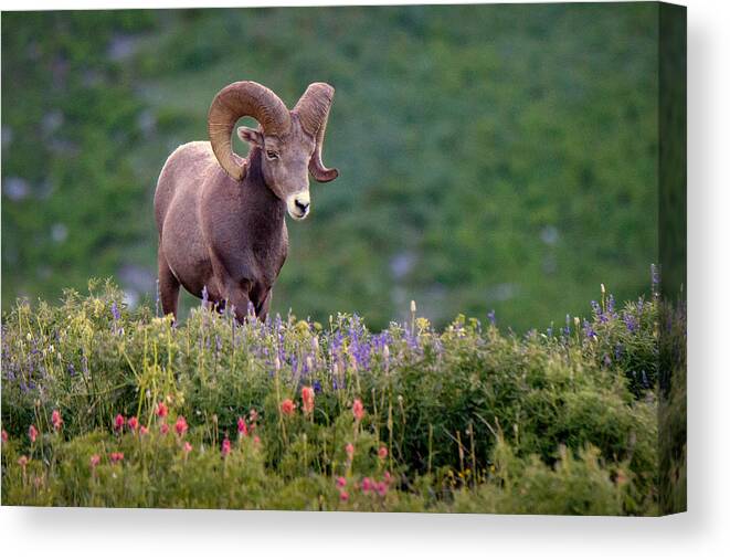 Ram Canvas Print featuring the photograph Wild Journey by Ryan Smith