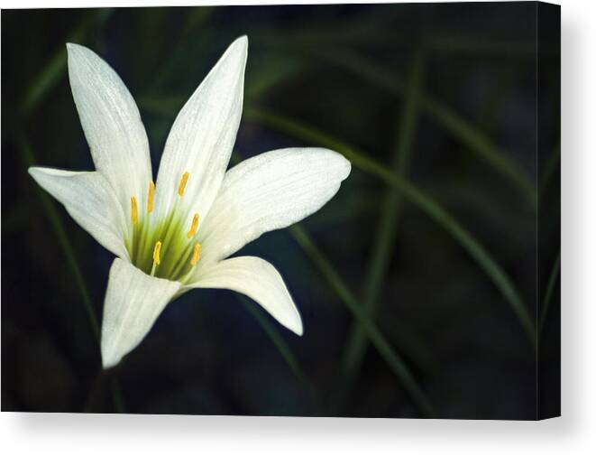 Lily Canvas Print featuring the photograph Wild Lily by Carolyn Marshall