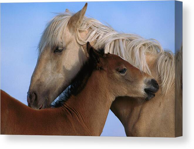 00340033 Canvas Print featuring the photograph Wild Mustang Filly and Foal by Yva Momatiuk and John Eastcott
