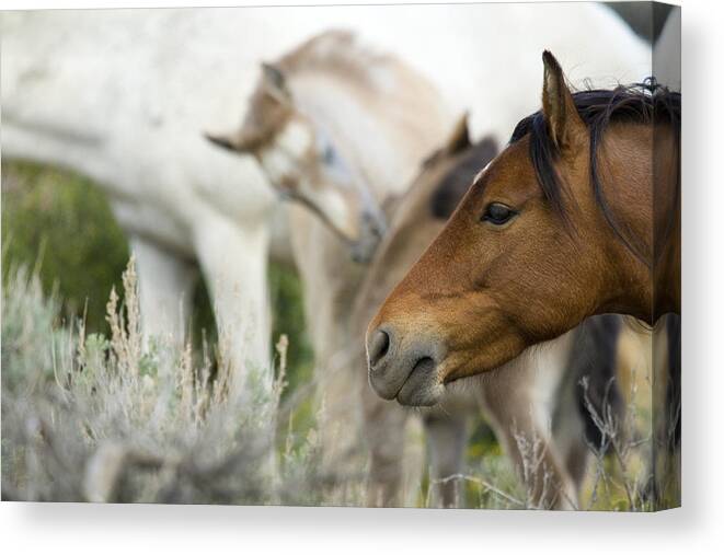 Horses Canvas Print featuring the photograph Wild Mustang Horses #2 by Waterdancer 