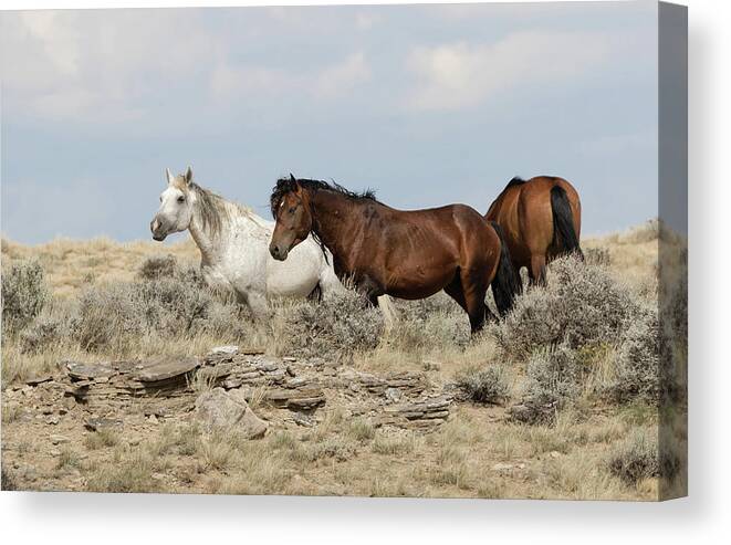 Mustangs Canvas Print featuring the photograph Wild Mustangs by Ronnie And Frances Howard