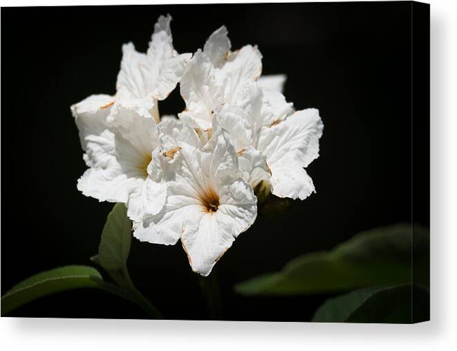 Wild Olive Tree Bloom Canvas Print featuring the photograph Wild Olive Tree Bloom by Debra Martz