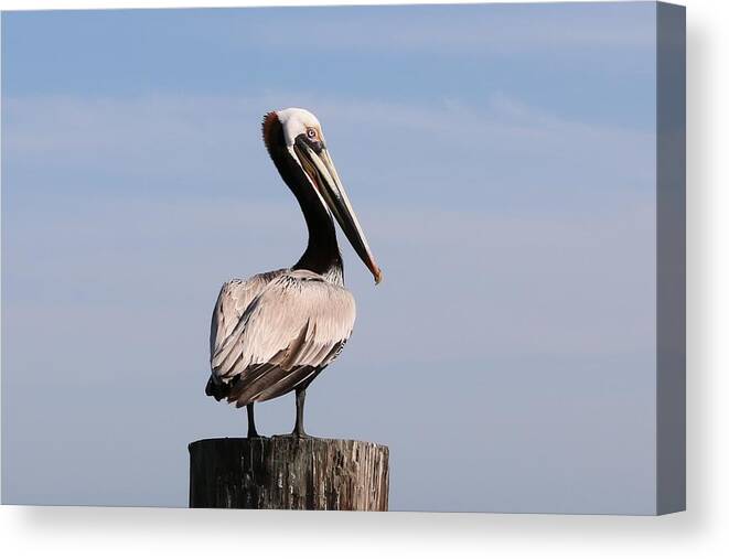 Wild Canvas Print featuring the photograph Wild Pelican by Christy Pooschke