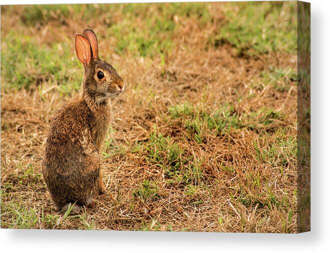 Animal Canvas Print featuring the photograph Wild Rabbit by Don Johnson