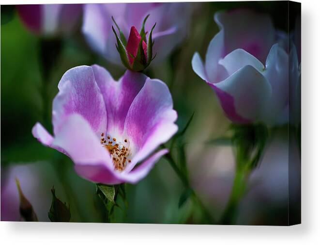  Canvas Print featuring the photograph Wild Rose 7 by Dan Hefle