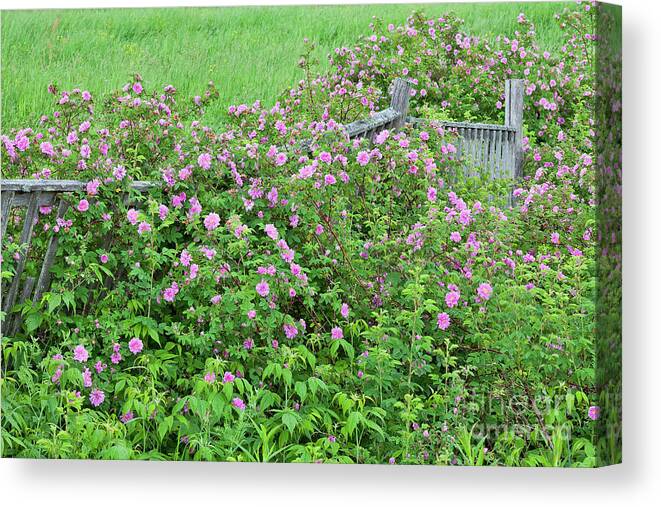 Rose Canvas Print featuring the photograph Wild Roses by Alan L Graham