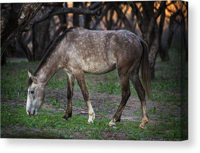 Salt River Wild Horse Canvas Print featuring the photograph Wild Salt River White horse grazes by Dave Dilli