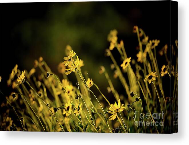Wild Spring Flowers Canvas Print featuring the photograph Wild Spring Flowers by Kelly Wade