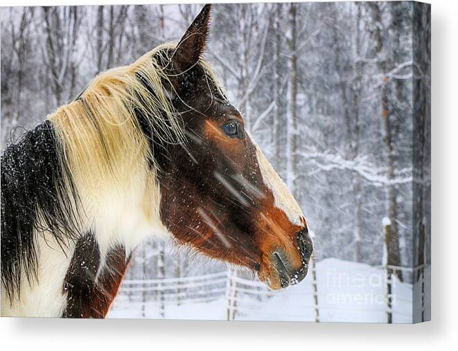 Horse Canvas Print featuring the photograph Wild Winter Storm by Elizabeth Dow