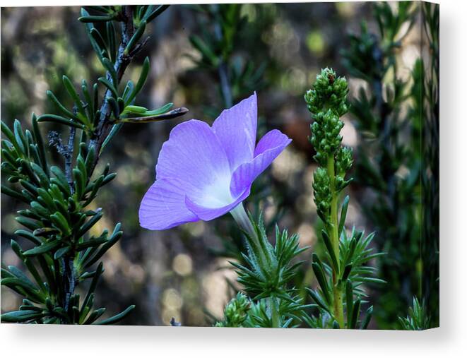 Flower Canvas Print featuring the photograph Wilderness Flower 1 by Paul Johnson
