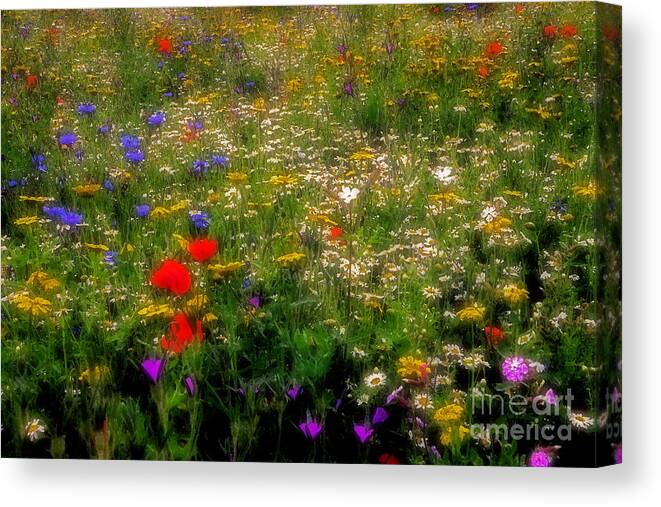 Wildflower Canvas Print featuring the photograph Wildflower Art by Martyn Arnold