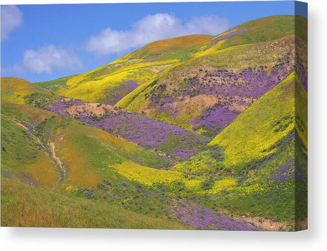 Carrizo Plain Canvas Print featuring the photograph Wildflower Days in the Temblors - Superbloom 2017 by Lynn Bauer