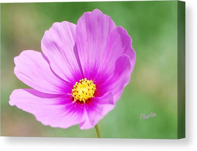 Wildflower Canvas Print featuring the photograph Wildflower II by Phil Burton