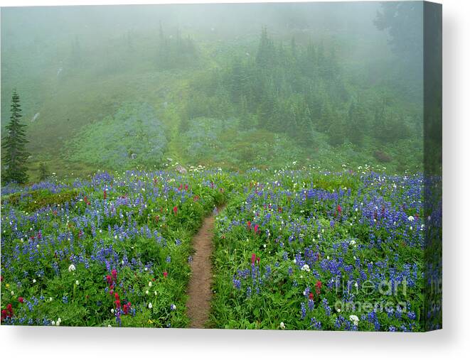Meadow Canvas Print featuring the photograph Wildflower Meadow Trail by Michael Dawson