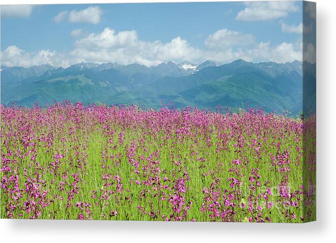 Farm Canvas Print featuring the photograph Wildflower Meadows and the Carpathian Mountains, Romania by Perry Rodriguez