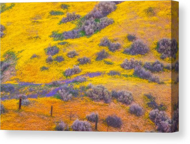 California Canvas Print featuring the photograph Wildflowers And Fence by Marc Crumpler