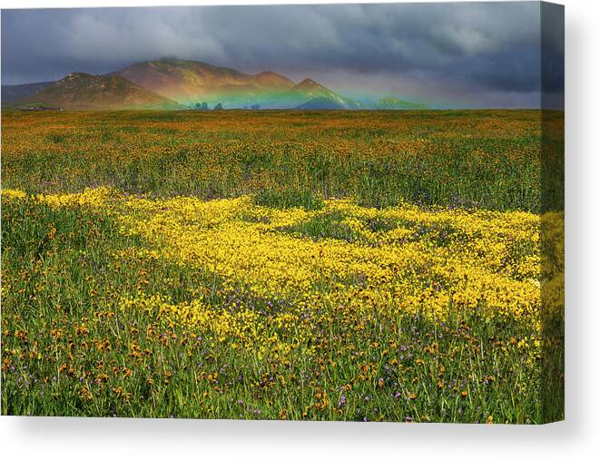 Carrizo Canvas Print featuring the photograph Wildflowers and Rainbow on the Carrizo Plain by Rick Pisio