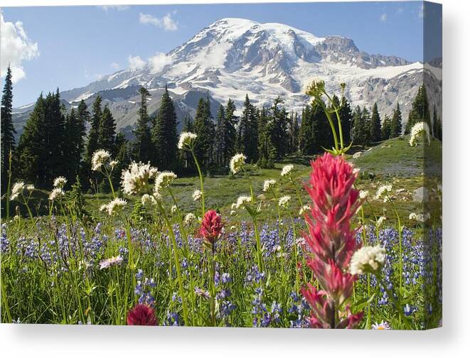 Attractions Canvas Print featuring the photograph Wildflowers In Mount Rainier National by Dan Sherwood