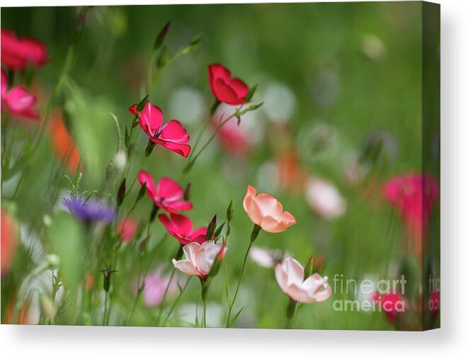 Summer Canvas Print featuring the photograph Wildflowers Meadow by Eva Lechner