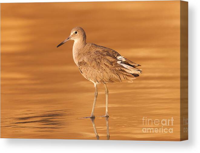 Clarence Holmes Canvas Print featuring the photograph Willet by Clarence Holmes