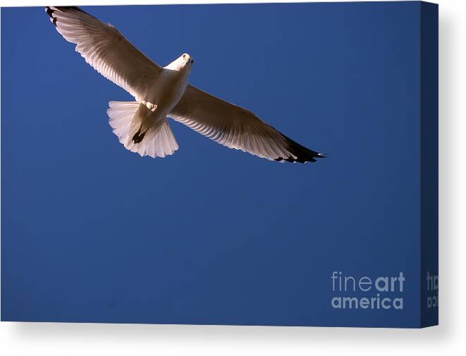 Clay Canvas Print featuring the photograph Wind Beneath My Wings by Clayton Bruster