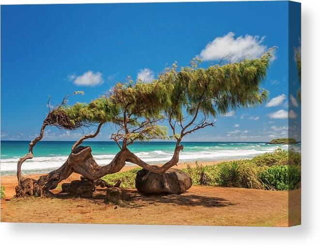 Wind Blown Tree Kapaa Kauai Hawaii Hi Canvas Print featuring the photograph Wind Blown Tree by Brian Harig