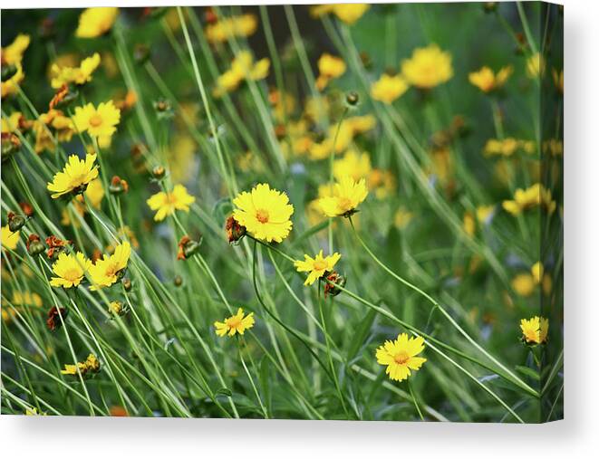 Flowers Canvas Print featuring the photograph Wind Dancers by Maria Keady
