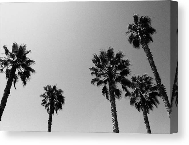 Palm Trees Canvas Print featuring the photograph Wind In The Palms- by Linda Woods by Linda Woods