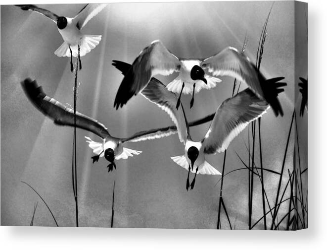 Sea Gulls Canvas Print featuring the photograph Wind Swept BW by Jan Amiss Photography