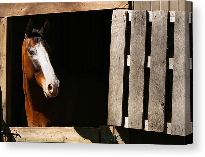 Horse Canvas Print featuring the photograph Window by Angela Rath