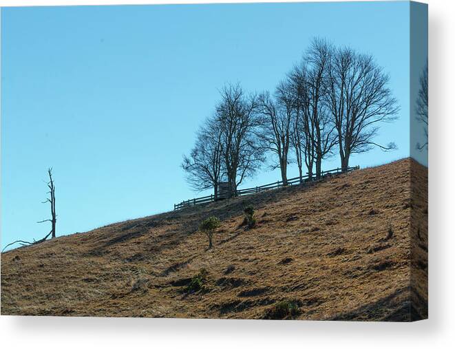 Windswept Canvas Print featuring the photograph Windswept Trees - December 7 2016 by D K Wall