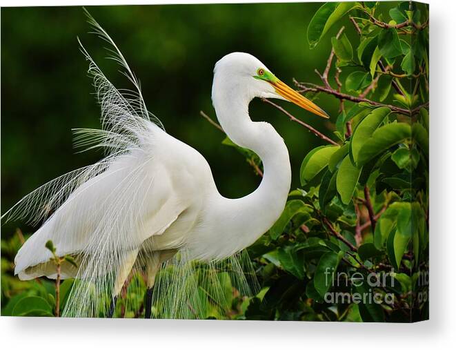 Great White Heron Canvas Print featuring the photograph Windy Day by Julie Adair