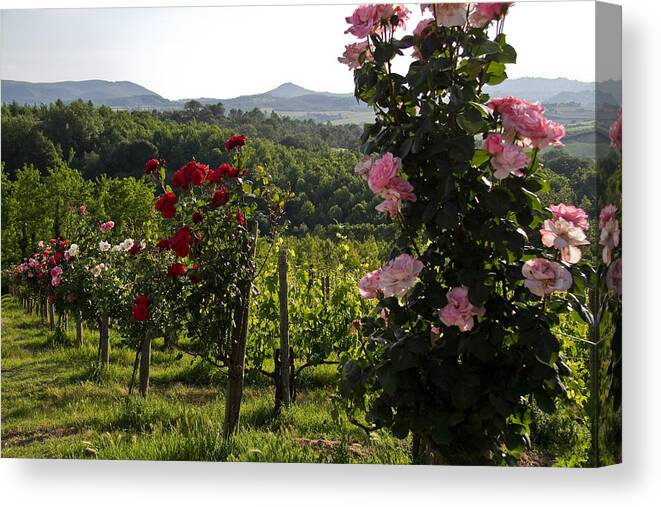 Tuscany Canvas Print featuring the photograph Wine and Roses by Roger Mullenhour
