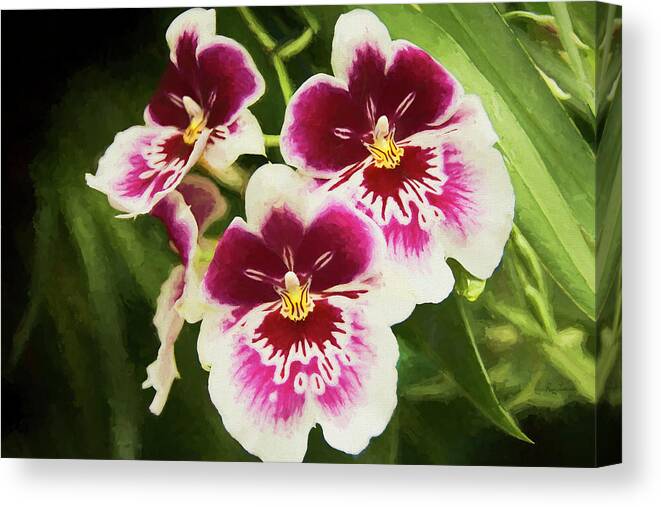 Atalnta Botanical Gardens Canvas Print featuring the photograph Wine Orchids- The Risen Lord by Penny Lisowski