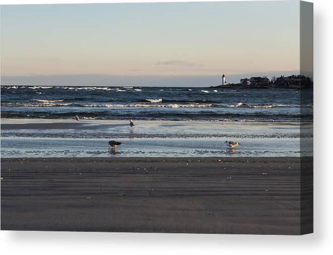 Wingaersheek Canvas Print featuring the photograph Wingaersheek Beach Seagulls at Sunrise by Toby McGuire
